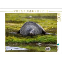 CALVENDO Puzzle Schlafender Seebär 1000 Teile Lege-Größe 64x48cm Foto-Puzzle für glückliche Stunden von Calvendo