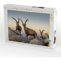 CALVENDO Puzzle Steinbock Treffen 1000 Teile Lege-Größe 64x48cm Foto-Puzzle für glückliche Stunden von Calvendo