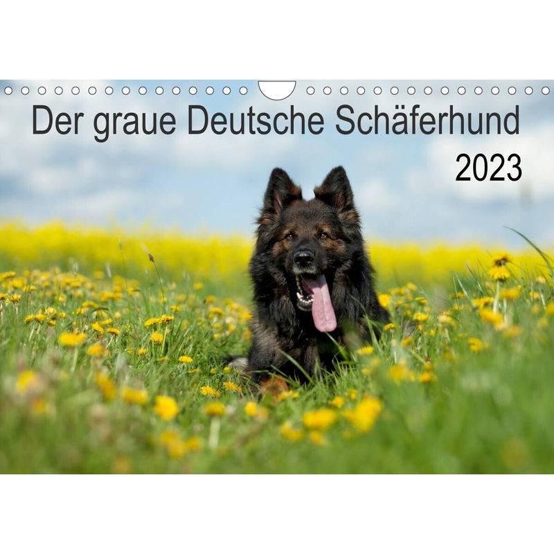 Der graue Deutsche Schäferhund (Wandkalender 2023 DIN A4 quer) von Calvendo