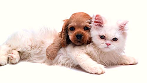 1000 Teile Puzzle für Erwachsene - American Cocker Spaniel und Katze Tierliebhaber Puzzle - für Jugendliche Kinder Wandkunst DIY Freizeit Spiel Spaß Spielzeug Geschenk Geeignet Familie Freunde Tier 1000 Teile Puzzle für Erwachsene - American Cocker Spaniel und Katze Tierliebhaber Puzzle - für Jugendliche Kinder Wandkunst DIY Freizeit Spiel Spaß Spielzeug Geschenk Geeignet Familie Freunde Tier von CanGbay