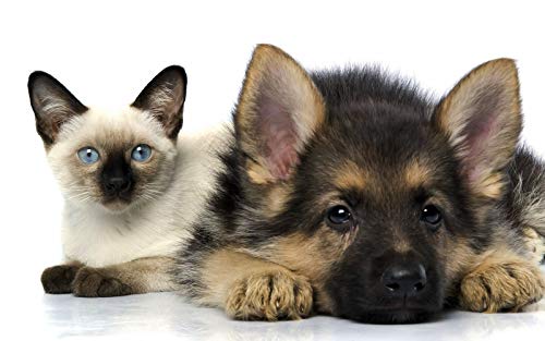 1000 Teile Puzzle für Erwachsene - Deutscher Schäferhund und siamesische Katze, Wandkunst, DIY, Freizeit, Spiel, Spaß, Spielzeug, geeignet für Familie, Freunde, Tierpuzzle, 74,9 x 49,8 cm (1000 Teile) 1000 Teile Puzzle für Erwachsene - Deutscher Schäferhund und siamesische Katze, Wandkunst, DIY, Freizeit, Spiel, Spaß, Spielzeug, geeignet für Familie, Freunde, Tierpuzzle, 74,9 x 49,8 cm (1000 Teile) von CanGbay