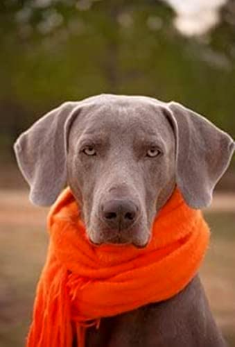 500 Stück Holzpuzzle für Erwachsene und Kinder, lustiger Weimaraner-Hund, intellektuelle Lernspiele, Tierpuzzle, Familiendekoration, lustiges Spielzeug, Zubehör 500 Stück Holzpuzzle für Erwachsene und Kinder, lustiger Weimaraner-Hund, intellektuelle Lernspiele, Tierpuzzle, Familiendekoration, lustiges Spielzeug, Zubehör von CanGbay