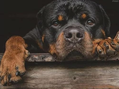 500-teiliges Puzzle für Erwachsene und Kinder, Rotweiler-Hunde-Puzzle, Holz-Tierpuzzle, Hunde-Liebhaber, Puzzle-Geschenke, herausfordernde Puzzle, Heimdekoration, Familien-Freizeitspiel 500-teiliges Puzzle für Erwachsene und Kinder, Rotweiler-Hunde-Puzzle, Holz-Tierpuzzle, Hunde-Liebhaber, Puzzle-Geschenke, herausfordernde Puzzle, Heimdekoration, Familien-Freizeitspiel von CanGbay