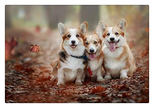 Puzzle 1000 Teile für Erwachsene, Hunde im Wald, drei Corgis im Herbstpark, lustiges pädagogisches Puzzle, Familienspiel, Spielzeug für Erwachsene, Heimdekoration Puzzle 1000 Teile für Erwachsene, Hunde im Wald, drei Corgis im Herbstpark, lustiges pädagogisches Puzzle, Familienspiel, Spielzeug für Erwachsene, Heimdekoration von CanGbay