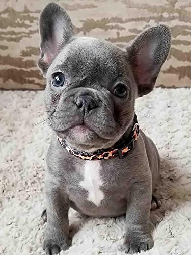Puzzle 1000 Teile für Erwachsene, lustige französische Bulldogge, Holzpuzzle, Vorschulspielzeug für Kinder, Geburtstagsgeschenk Puzzle 1000 Teile für Erwachsene, lustige französische Bulldogge, Holzpuzzle, Vorschulspielzeug für Kinder, Geburtstagsgeschenk von CanGbay