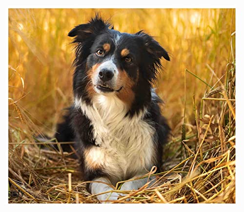 Puzzle 500 Teile Puzzles für Erwachsene, Herbst Australian Shepherd Puzzle Tier Erwachsene Spielzeug, Einzigartige Schwierige und Herausforderung Großes Puzzlespiel Vorschulspielzeug Bestes Geschenk Puzzle 500 Teile Puzzles für Erwachsene, Herbst Australian Shepherd Puzzle Tier Erwachsene Spielzeug, Einzigartige Schwierige und Herausforderung Großes Puzzlespiel Vorschulspielzeug Bestes Geschenk von CanGbay