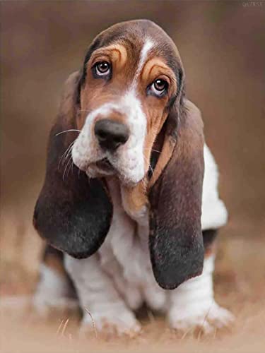 Puzzle mit 1000 Teilen für Erwachsene und Kinder, Basset Hound Hund, Geschenkidee, fröhlicher Hund, herausfordernd, pädagogisches Puzzle, Familienspiel, Geschenk, perfekt für Familie oder Datum Puzzle mit 1000 Teilen für Erwachsene und Kinder, Basset Hound Hund, Geschenkidee, fröhlicher Hund, herausfordernd, pädagogisches Puzzle, Familienspiel, Geschenk, perfekt für Familie oder Datum von CanGbay