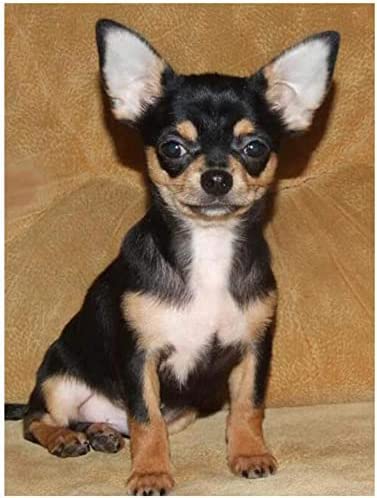 Tierpuzzle, 1000 Teile für Erwachsene und Jugendliche, Chihuahua-Porträt-Poster, DIY-Puzzle, Heimdekoration, Wandkunst, intellektuelle Dekompression, Spielzeug Tierpuzzle, 1000 Teile für Erwachsene und Jugendliche, Chihuahua-Porträt-Poster, DIY-Puzzle, Heimdekoration, Wandkunst, intellektuelle Dekompression, Spielzeug von CanGbay