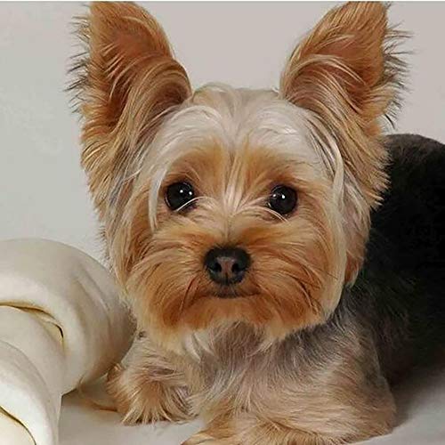 Yorkie Yorkshire Terrier Puzzle 1000 Teile Lernspiel für Erwachsene Holzpuzzle Tierzubehör Bodenzubehör Geschenk für Kinder Dekomprimieren Spielzeug schwer Puzzle Yorkie Yorkshire Terrier Puzzle 1000 Teile Lernspiel für Erwachsene Holzpuzzle Tierzubehör Bodenzubehör Geschenk für Kinder Dekomprimieren Spielzeug schwer Puzzle von CanGbay
