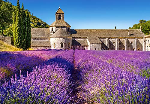 Castorland C-104284-2 Lavender Field in Provence,France, 1000 Teile Puzzle, Bunt von Castorland