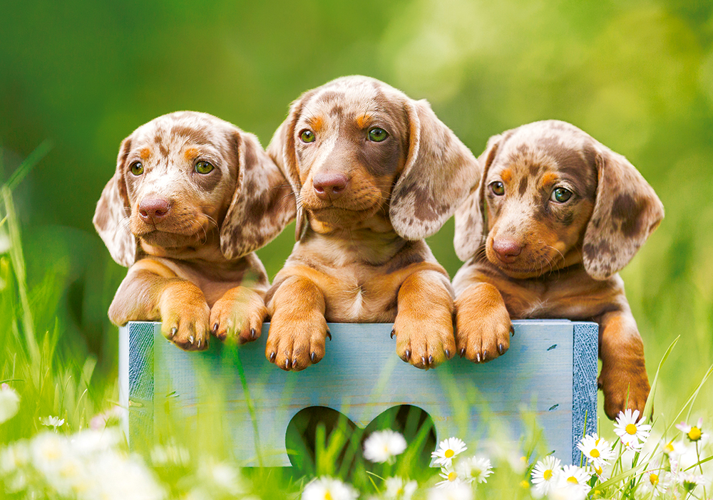 Castorland Cute Puppies 500 Teile Puzzle Castorland-53605 Castorland Cute Puppies 500 Teile Puzzle Castorland-53605 von Castorland