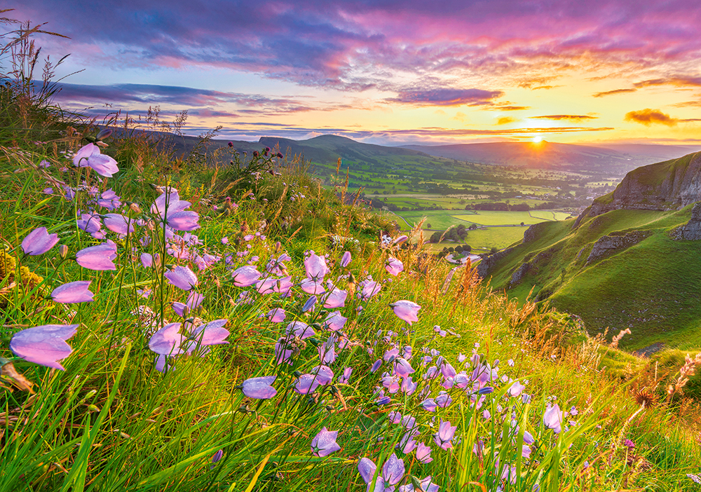 Castorland Harebells at Sunrise 500 Teile Puzzle Castorland-53681 Castorland Harebells at Sunrise 500 Teile Puzzle Castorland-53681 von Castorland