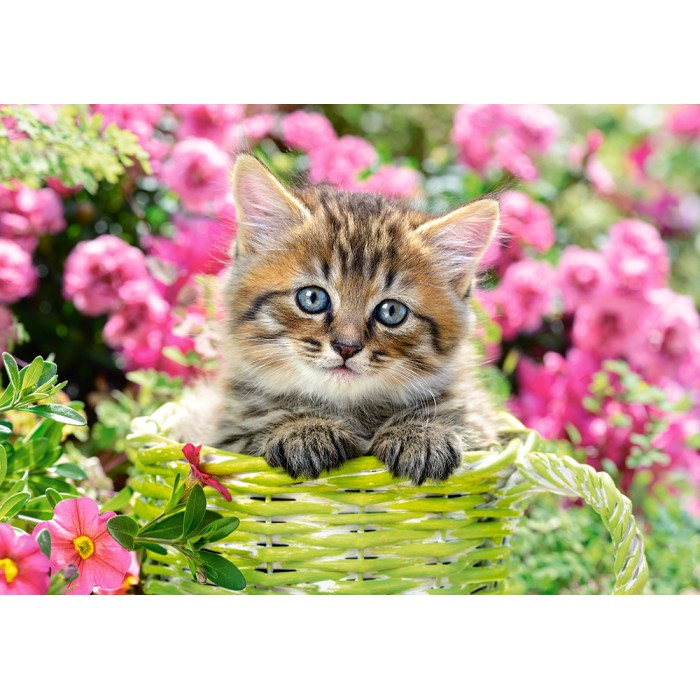 Castorland Kitten in Flower Garden von Castorland