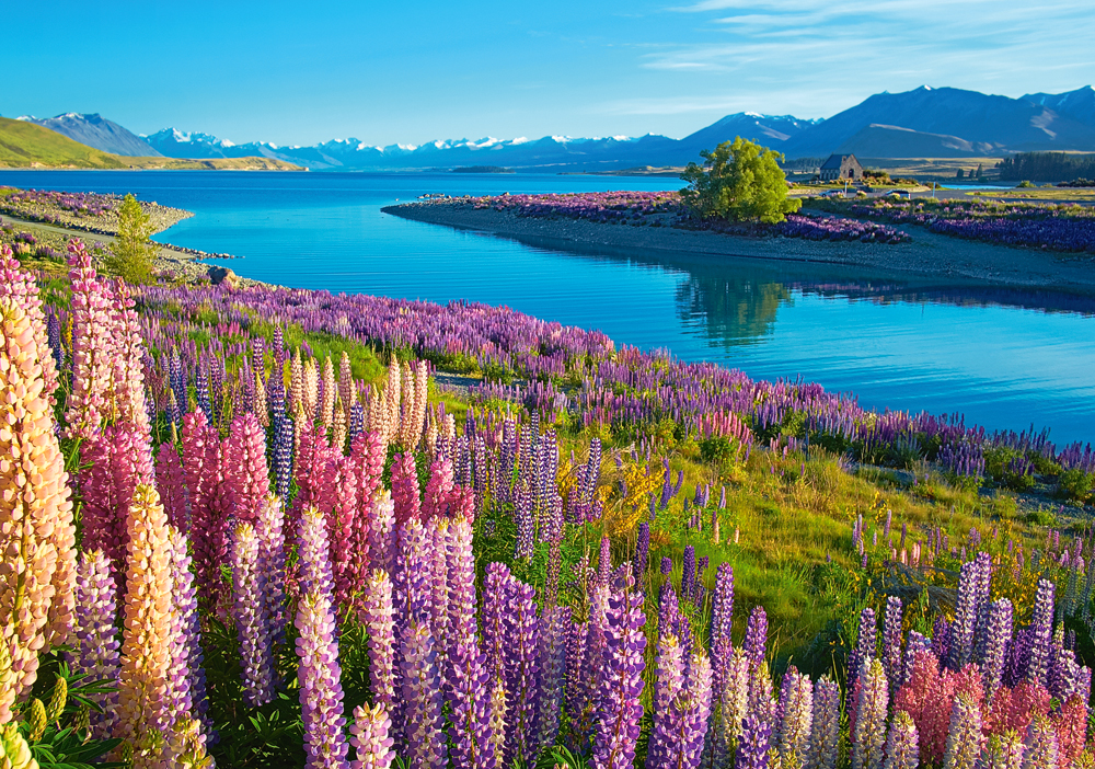 Castorland Lake Tekapo, New Zealand 500 Teile Puzzle Castorland-53896 Castorland Lake Tekapo, New Zealand 500 Teile Puzzle Castorland-53896 von Castorland