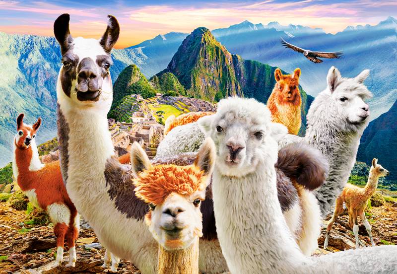 Castorland Lamas-Selfie 1000 Teile Puzzle Castorland-104758 Castorland Lamas-Selfie 1000 Teile Puzzle Castorland-104758 von Castorland
