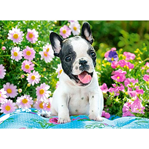 Castorland Puzzle 70 Teile Französische Bulldogge Welpen von Castorland