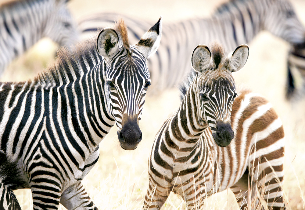 Castorland Young Zebras 1000 Teile Puzzle Castorland-105021 Castorland Young Zebras 1000 Teile Puzzle Castorland-105021 von Castorland