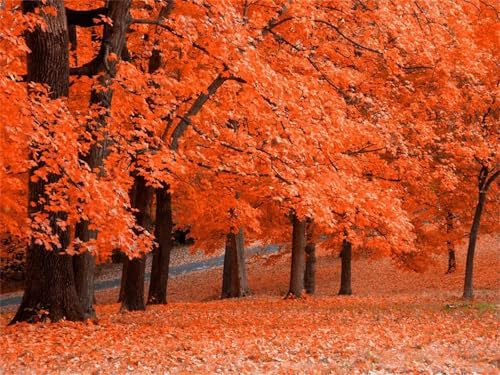 Herbstlicher Ahornhain - Puzzles für Erwachsene,Puzzle 120 Teile, Puzzle 25x20 cm DIY - Puzzles für Heimdekoration, Familienpuzzle für Erwachsene und Kinder Herbstlicher Ahornhain - Puzzles für Erwachsene,Puzzle 120 Teile, Puzzle 25x20 cm DIY - Puzzles für Heimdekoration, Familienpuzzle für Erwachsene und Kinder von Cekog