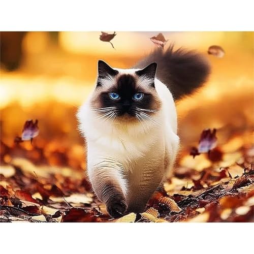 Katze Tier - Puzzles für Erwachsene,Puzzle 1000 Teile, Puzzle 50x75 cm DIY - Puzzles für Heimdekoration, Familienpuzzle für Erwachsene und Kinder von Cekog
