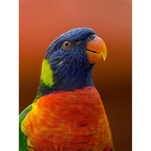 Papagei - Puzzles für Erwachsene,Puzzle 1500 Teile, Puzzle 87x57 cm DIY - Puzzles für Heimdekoration, Familienpuzzle für Erwachsene und Kinder von Cekog