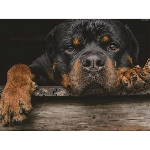 Rottweiler Tier Hund - Puzzles für Erwachsene,Puzzle 300 Teile, Puzzle 40x28 cm DIY - Puzzles für Heimdekoration, Familienpuzzle für Erwachsene und Kinder von Cekog