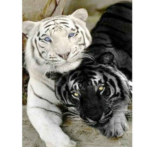 Schwarz-Weiß-Tiger - Puzzles für Erwachsene,Puzzle 500 Teile, Puzzle 38x52 cm DIY - Puzzles für Heimdekoration, Familienpuzzle für Erwachsene und Kinder von Cekog