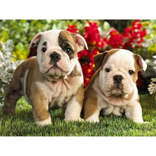 Süße Bulldoggen - Puzzles für Erwachsene,Puzzle 500 Teile, Puzzle 38x52 cm DIY - Puzzles für Heimdekoration, Familienpuzzle für Erwachsene und Kinder von Cekog