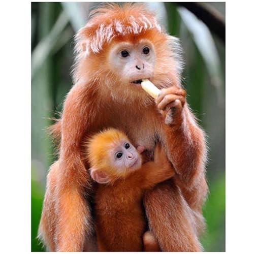 Tieraffen - Puzzles für Erwachsene,Puzzle 500 Teile, Puzzle 38x52 cm DIY - Puzzles für Heimdekoration, Familienpuzzle für Erwachsene und Kinder von Cekog