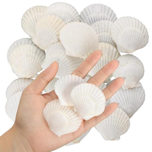 Celabie 40 Stück Natürliche Jakobsmuscheln, 3,6-6,1 cm, Kleine Muscheln zum Basteln, Muscheln in Großen Mengen, Echte Muscheln von Celabie