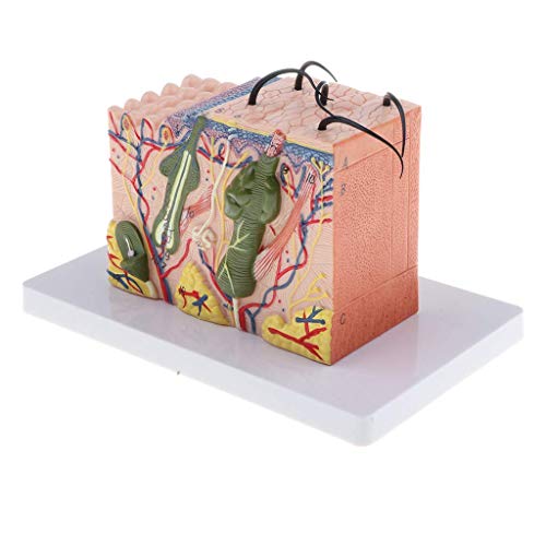 35-fach vergrößertes Modell, 3D-Hautanatomie-Modell, Stereo-Hautmodell-Block für Bildung, Unterricht 35-fach vergrößertes Modell, 3D-Hautanatomie-Modell, Stereo-Hautmodell-Block für Bildung, Unterricht von Chencunquangod