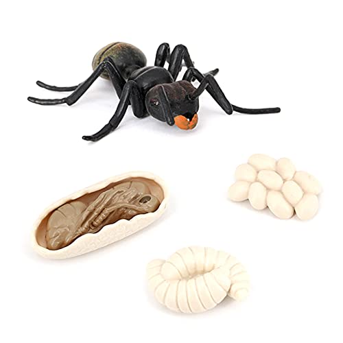 Chnegral Simulation Ameisen Tier Lebens Zyklus, Insekten Wachstums Zyklus Modell Action Figuren PäDagogisches Kinder Spielzeug Schwarze Ameisen von Chnegral