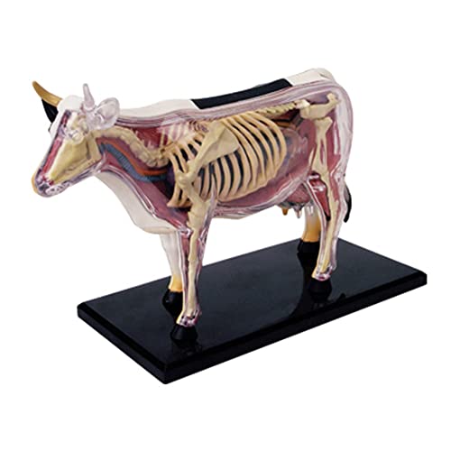 Chnegral Tierorgan Anatomie Modell 4D Kuh Intelligenz Zusammenbau Spielzeug Unterrichts Anatomie Modell DIY PopuläRwissenschaftliche GeräTe von Chnegral