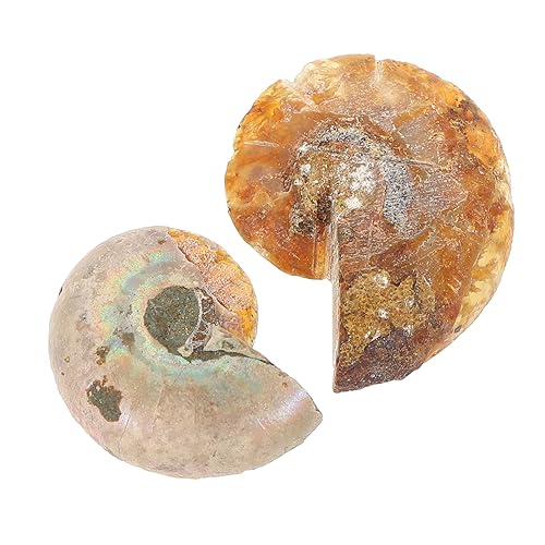 Ciieeo 1 Satz Fossilien Exemplar Lehrmittel Für Studenten Dekorationsobjekt Für Bildung Wissenschaftliche Ornamente Für Labor Sammler Opp Verpackung 2 Stück Ciieeo 1 Satz Fossilien Exemplar Lehrmittel Für Studenten Dekorationsobjekt Für Bildung Wissenschaftliche Ornamente Für Labor Sammler Opp Verpackung 2 Stück von Ciieeo