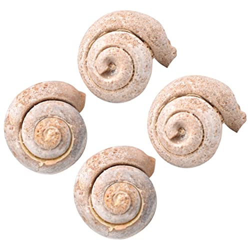 Ciieeo 1 Satz Teiliges Schneckenfossil Lernspielzeug Pädagogisches Dekorationsset Für Unterricht Für Paläontologie Meeresbiologie Fördert Kreativität Wissensvermittlung 4 Stück Ciieeo 1 Satz Teiliges Schneckenfossil Lernspielzeug Pädagogisches Dekorationsset Für Unterricht Für Paläontologie Meeresbiologie Fördert Kreativität Wissensvermittlung 4 Stück von Ciieeo