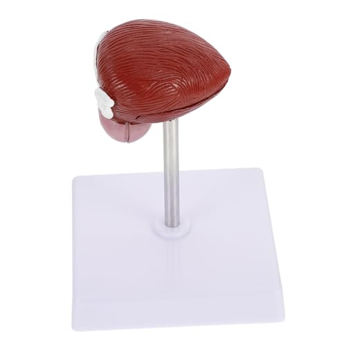 Ciieeo 1 Stück Anatomisches Blasenmodell für Unterricht Teilig Detaillierte Darstellung Menschlichen Blase für Physiologie und Anatomieausbildung und Medizinischen Einrichtungen Ciieeo 1 Stück Anatomisches Blasenmodell für Unterricht Teilig Detaillierte Darstellung Menschlichen Blase für Physiologie und Anatomieausbildung und Medizinischen Einrichtungen von Ciieeo