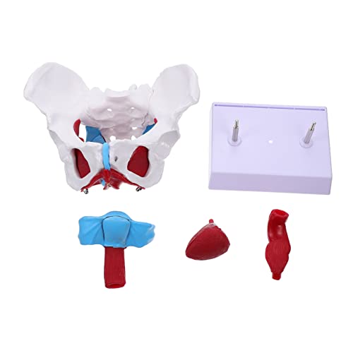 Ciieeo 1 Stück Beckenmodell Weibliches Modell Für Die Hüftskelettanatomie Beckenmodell Pädagogisches Modell Organe Muskeln Lehrmodell Weibliche Ausbildungswerkzeuge von Ciieeo