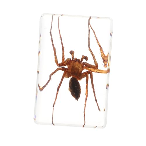 Ciieeo 1 Stück Biologische Ausbildungsprobe Anzeige tot Spinnenbernstein Halloween bernsteinfarbene Exemplare tierisches Exemplar Fehler für Insektenproben für Harz Ciieeo 1 Stück Biologische Ausbildungsprobe Anzeige tot Spinnenbernstein Halloween bernsteinfarbene Exemplare tierisches Exemplar Fehler für Insektenproben für Harz von Ciieeo