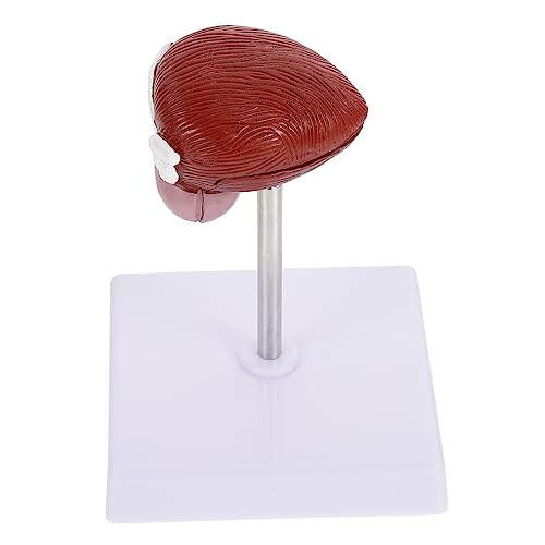 Ciieeo 1 Stück Blasenanatomie -modell Lebensechtes Anatomisches Blasenmodell Unterrichtshilfe Im Klassenzimmer Modell Anatomie Modell Der Schulblase Biologische Lehre Plastik Ciieeo 1 Stück Blasenanatomie -modell Lebensechtes Anatomisches Blasenmodell Unterrichtshilfe Im Klassenzimmer Modell Anatomie Modell Der Schulblase Biologische Lehre Plastik von Ciieeo