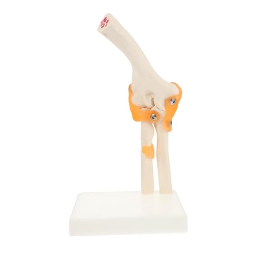 Ciieeo 1 Stück Ellenbogen Modell aus Anatomisches Skelett Modell für Medizinstudenten Lebensnahe Darstellung Des Menschlichen Ellenbogens Mit Stativ für Einfache Präsentation für Ciieeo 1 Stück Ellenbogen Modell aus Anatomisches Skelett Modell für Medizinstudenten Lebensnahe Darstellung Des Menschlichen Ellenbogens Mit Stativ für Einfache Präsentation für von Ciieeo