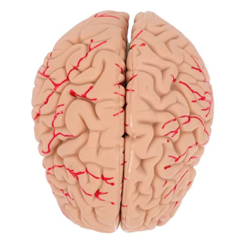 Ciieeo 1 Stück Gehirnmodell Anatomisches Modell des menschlichen Gehirns Display-Modell des Gehirns schaufensterpuppe Modellständer für menschliches Gehirn Modell des Gehirnsystems PVC Ciieeo 1 Stück Gehirnmodell Anatomisches Modell des menschlichen Gehirns Display-Modell des Gehirns schaufensterpuppe Modellständer für menschliches Gehirn Modell des Gehirnsystems PVC von Ciieeo