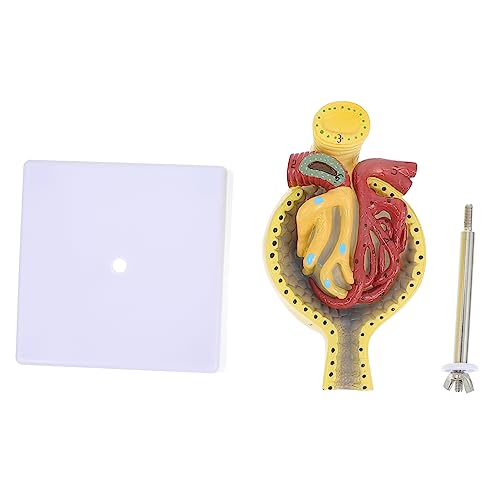 Ciieeo 1 Stück Glomeruläres Modell Menschliche Anatomie Nierenmodell Modell Der Nierenanatomie Anatomiemodell Glomerulus Präparation Menschliches Anatomie -modell Modell Der Organe Pvc von Ciieeo