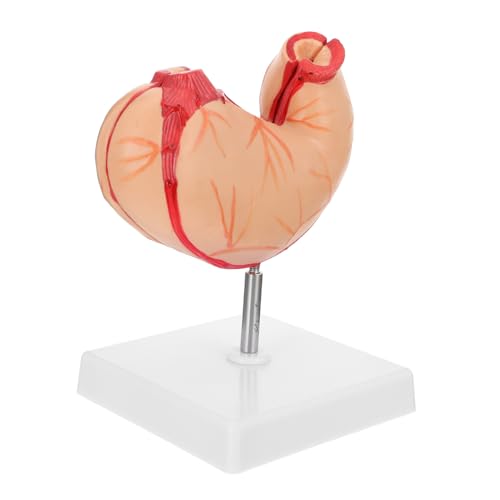 Ciieeo 1 Stück Magen -Anatomie -Modell Wirbelsäule anatomisch realistisch Magenmodell Skelett Anatomiemodell des menschlichen Torsos Demonstrationsgeräte für den Unterricht Plastik Ciieeo 1 Stück Magen -Anatomie -Modell Wirbelsäule anatomisch realistisch Magenmodell Skelett Anatomiemodell des menschlichen Torsos Demonstrationsgeräte für den Unterricht Plastik von Ciieeo