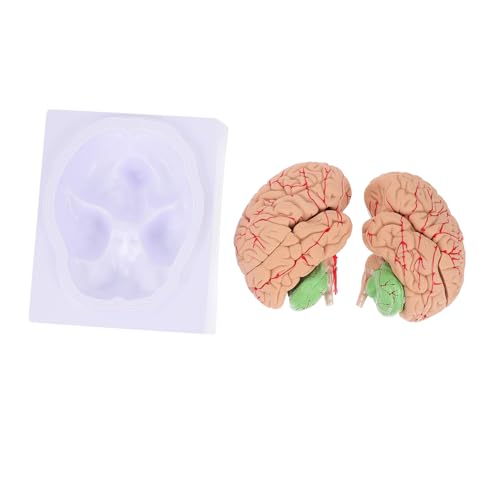 Ciieeo 1 Stück Modell der Arterienhirnarterie brain model Gehirnmodell Schädelmodell Medizinisches Lehrmodell Anatomiemodell Mann Blutgefäßmodell anatomisches Modell PVC von Ciieeo