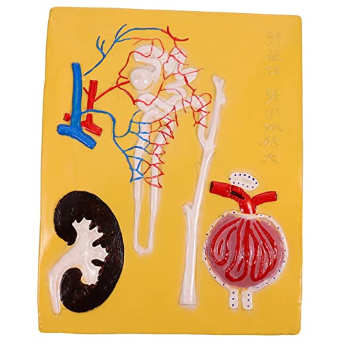 Ciieeo 1 Stück Nephrone Modell Anatomisches Lehrmittel aus Verbundmaterial für Biologieunterricht Mittelschule Leicht Robust Langlebig Hilfsmittel für Physiologie Ciieeo 1 Stück Nephrone Modell Anatomisches Lehrmittel aus Verbundmaterial für Biologieunterricht Mittelschule Leicht Robust Langlebig Hilfsmittel für Physiologie von Ciieeo