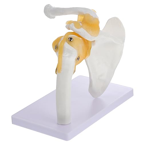 Ciieeo 1 Stück Schultergelenk Modell mit Bändern für Unterricht Anatomisches Skelettmodell für Praxen Stabiler Standfuß Langlebiges Material zur Demonstration Menschlichen Ciieeo 1 Stück Schultergelenk Modell mit Bändern für Unterricht Anatomisches Skelettmodell für Praxen Stabiler Standfuß Langlebiges Material zur Demonstration Menschlichen von Ciieeo