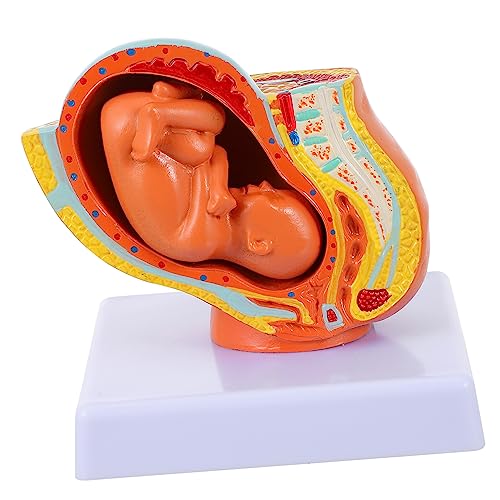Ciieeo 1 Stück Vollständiges Fetusmodell Fetus Modell für Weibliche Lehrmittel zur Darstellung Embryonalen Entwicklung im Weiblichen Becken von Ciieeo