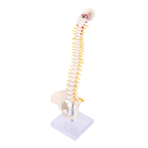 Ciieeo 1 Teiliges Wirbelsäulenmodell Skelett Anatomiemodell Rückgratmodell Beckenanatomiemodell Anatomische Wirbelsäule Menschliche Medizinische Schaufensterpuppe Steißbeinmodell von Ciieeo
