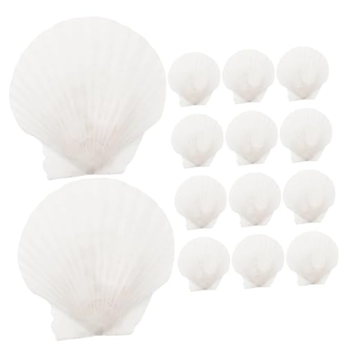 Ciieeo 16 Stück Große Muschelschalen Charms für DIY Bastelarbeiten Natürliche Meeresmuscheln zur Dekoration von Aquarien Tischdeko und Kreativen Projekten von Ciieeo