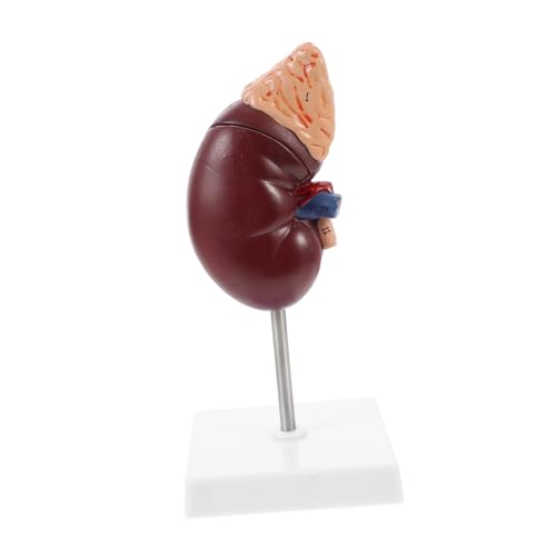 Ciieeo 1Stück Anatomisches Körpermodell Für Schulungen Abnehmbar Mit Stabiler Basis Halterung Lehrmittel Für Demonstrationen von Ciieeo