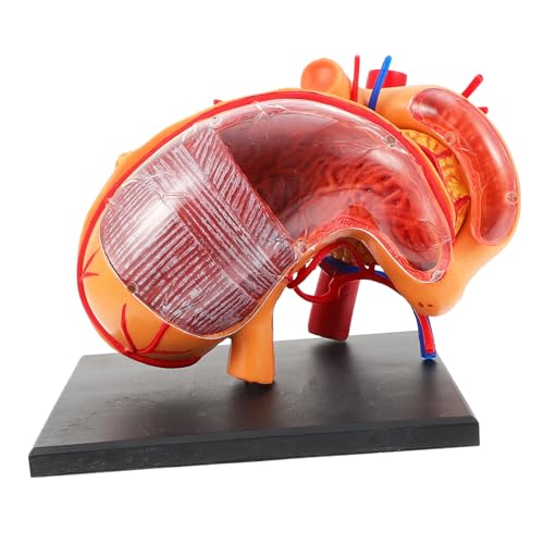 Ciieeo 1Stück Anatomisches Magenmodell Realistisches Lehrmittel für Biologische Experimentelle für Studenten Interessierte Design Langlebig Ciieeo 1Stück Anatomisches Magenmodell Realistisches Lehrmittel für Biologische Experimentelle für Studenten Interessierte Design Langlebig von Ciieeo